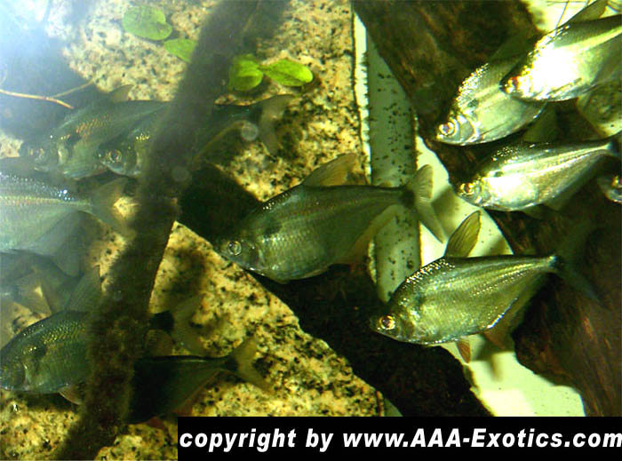 Tetragonopterus chalceus